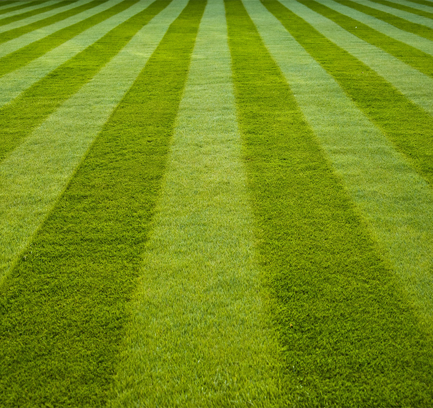 Roll out / Instant lawns